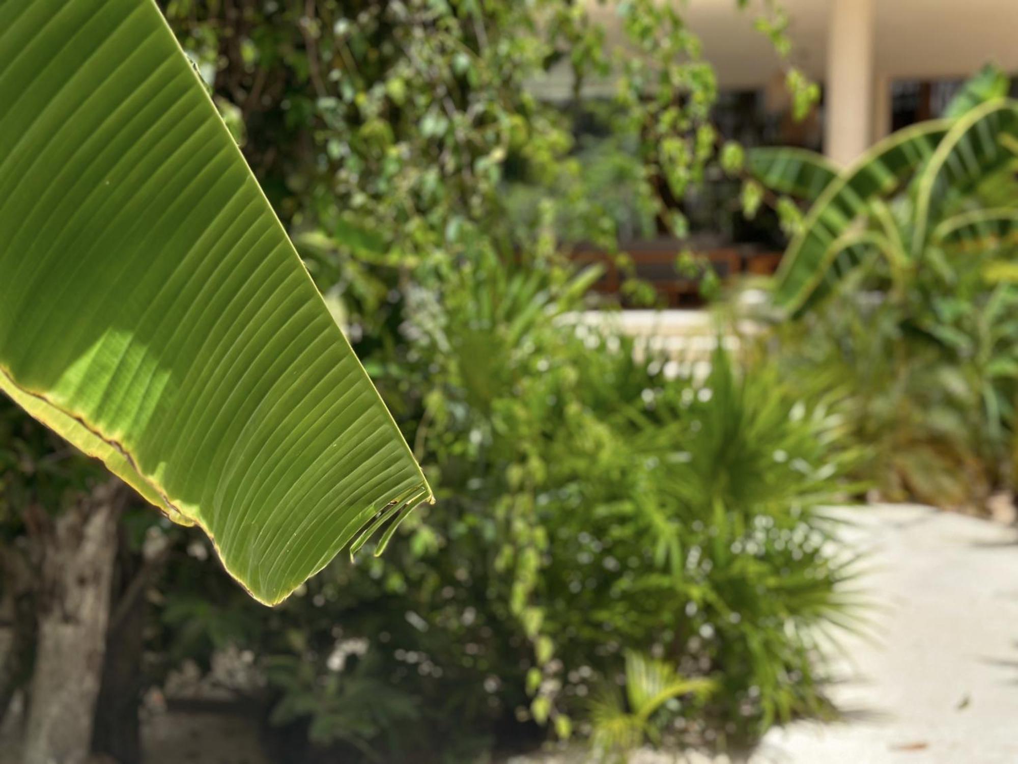 Ophelia Tulum Condo In Aldea Zama Exterior photo